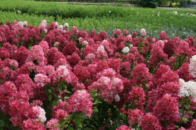 Hydrangea paniculata Diamond Rouge: description, pruning, photos and reviews