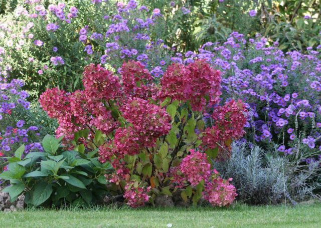 Hydrangea paniculata Diamond Rouge: description, pruning, photos and reviews