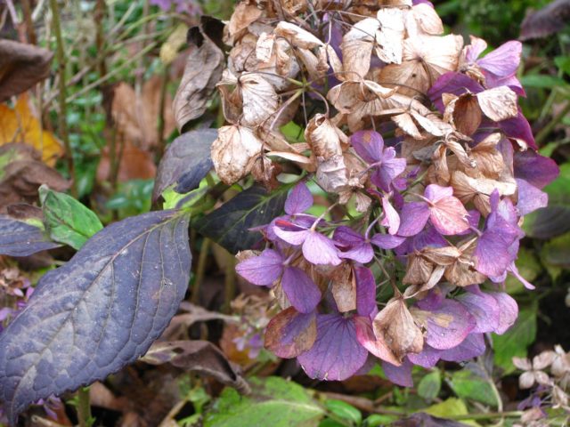 Hydrangea paniculata Diamond Rouge: description, pruning, photos and reviews