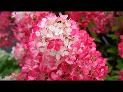 Hydrangea paniculata Diamond Rouge: description, pruning, photos and reviews