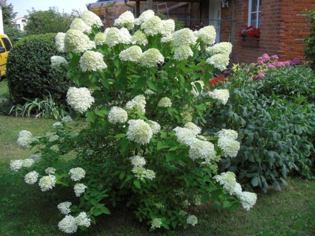 Hydrangea paniculata Earli Sensation: planting and care, photos, reviews