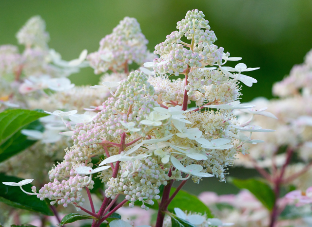 Hydrangea paniculata Earli Sensation: planting and care, photos, reviews