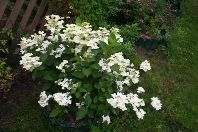 Hydrangea paniculata Earli Sensation: planting and care, photos, reviews