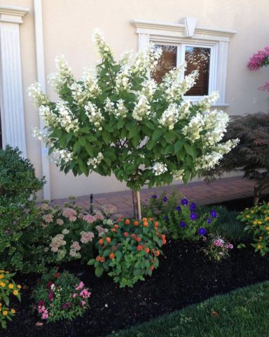 Hydrangea paniculata Earli Sensation: planting and care, photos, reviews