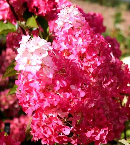 Hydrangea Paniculata Fraise Melba: planting and care