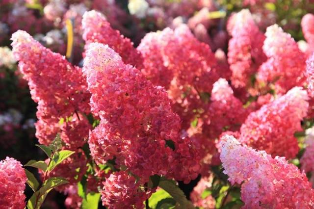 Hydrangea Paniculata Fraise Melba: planting and care