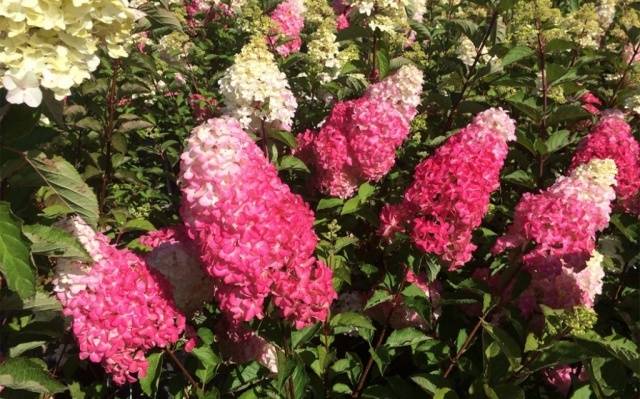 Hydrangea Paniculata Fraise Melba: planting and care