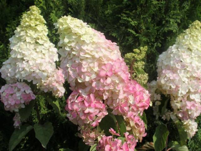 Hydrangea Paniculata Fraise Melba: planting and care