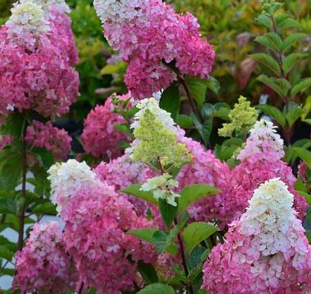 Hydrangea Paniculata Fraise Melba: planting and care