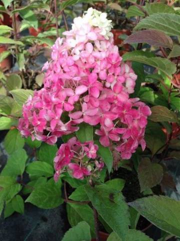 Hydrangea Paniculata Fraise Melba: planting and care