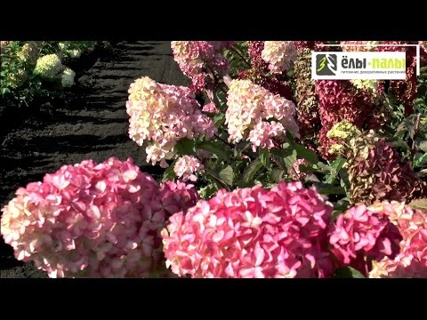 Hydrangea Paniculata Fraise Melba: planting and care