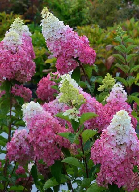 Hydrangea Paniculata Fraise Melba: planting and care