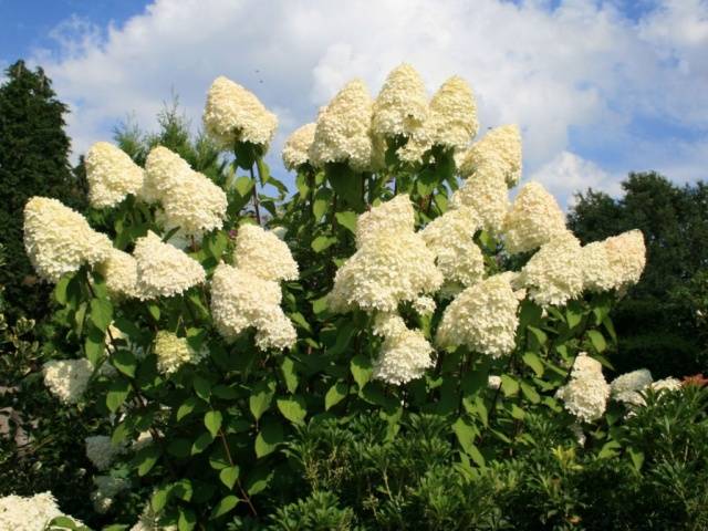 Hydrangea Paniculata Grandiflora: in landscape design, planting and care