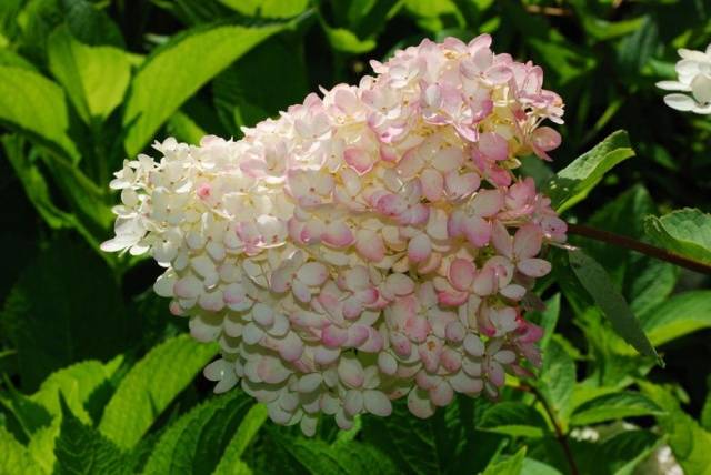 Hydrangea Paniculata Grandiflora: in landscape design, planting and care