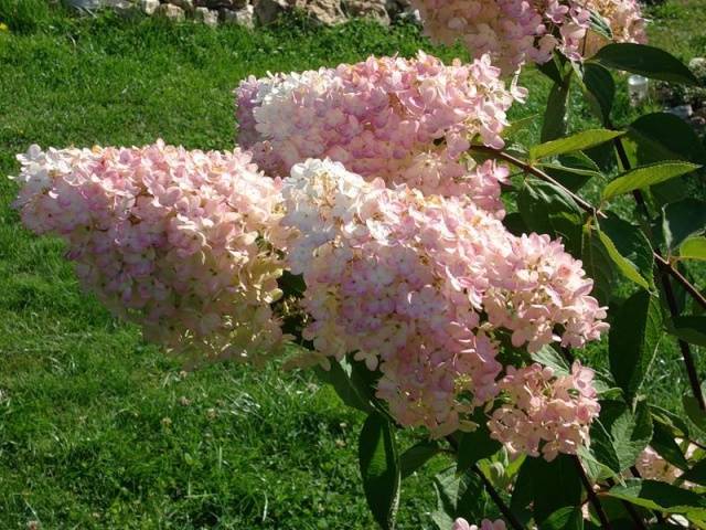 Hydrangea Paniculata Grandiflora: in landscape design, planting and care