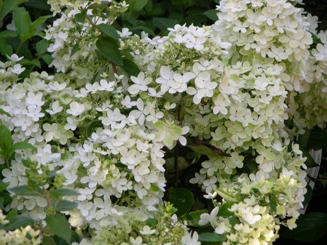 Hydrangea Paniculata Grandiflora: in landscape design, planting and care