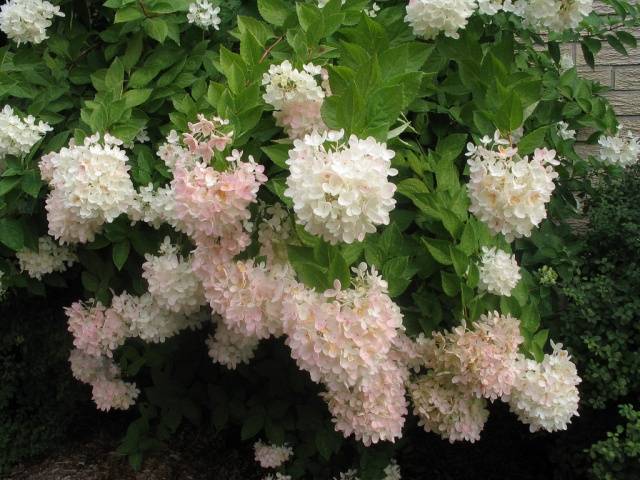 Hydrangea Paniculata Grandiflora: in landscape design, planting and care