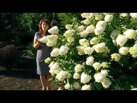 Hydrangea Paniculata Grandiflora: in landscape design, planting and care