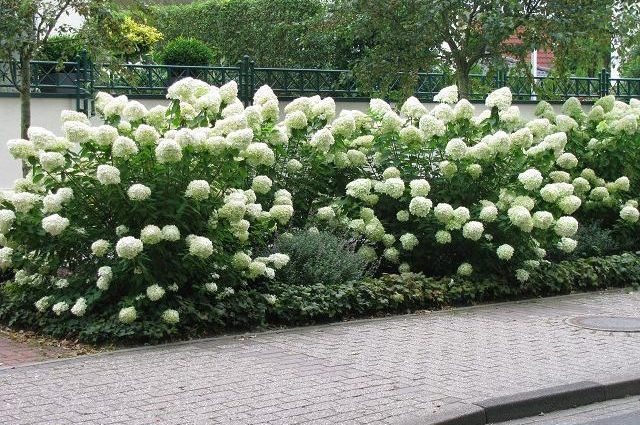 Hydrangea Paniculata Grandiflora: in landscape design, planting and care