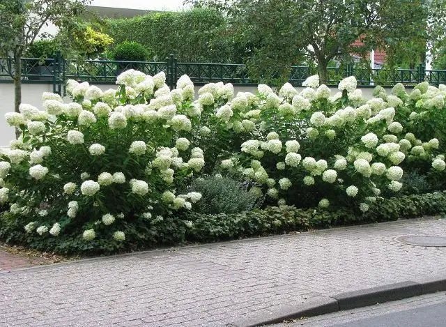 Hydrangea Paniculata Grandiflora: in landscape design, planting and care