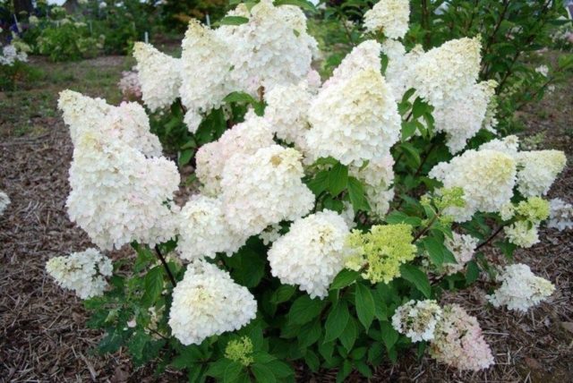 Hydrangea Paniculata Great Star: planting and care, pruning, photos, reviews