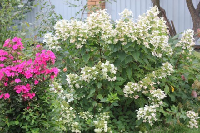 Hydrangea Paniculata Great Star: planting and care, pruning, photos, reviews