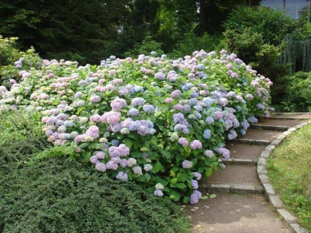 Hydrangea Paniculata Great Star: planting and care, pruning, photos, reviews