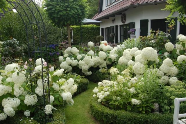 Hydrangea Paniculata Great Star: planting and care, pruning, photos, reviews