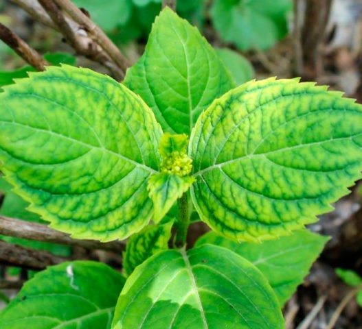 Hydrangea Paniculata Great Star: planting and care, pruning, photos, reviews