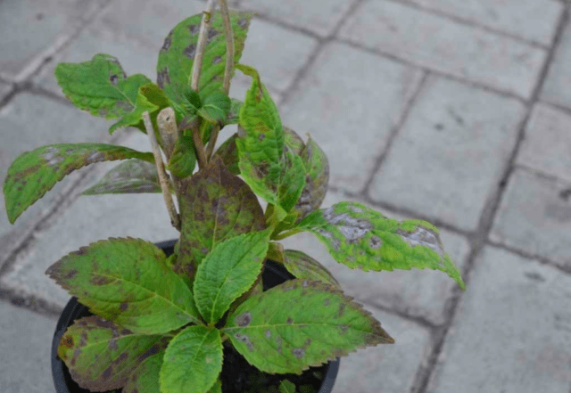 Hydrangea Paniculata Great Star: planting and care, pruning, photos, reviews