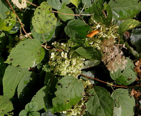 Hydrangea Paniculata Great Star: planting and care, pruning, photos, reviews