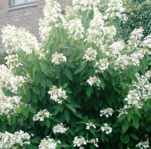 Hydrangea paniculata Levana: planting and care, reproduction, reviews