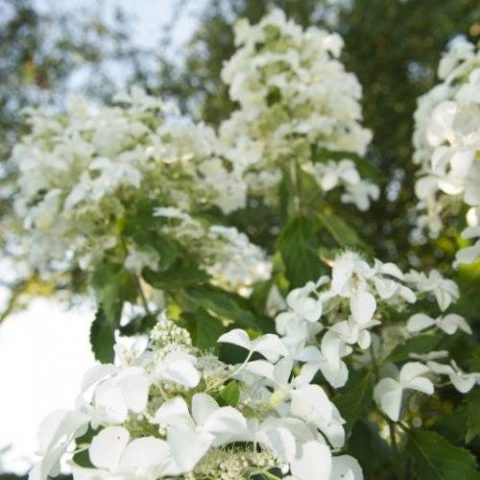 Hydrangea paniculata Levana: planting and care, reproduction, reviews