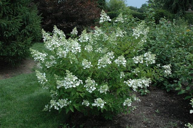 Hydrangea paniculata Levana: planting and care, reproduction, reviews