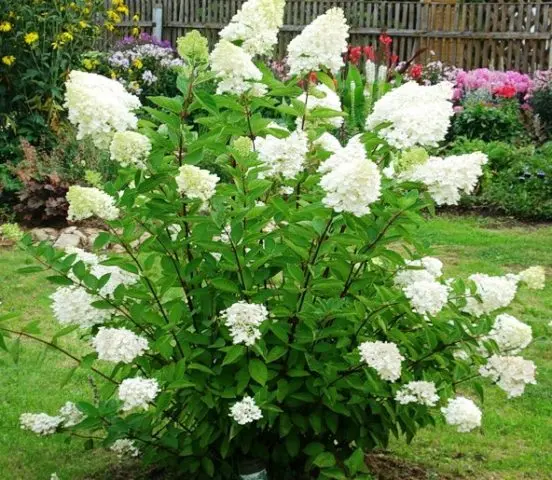 Hydrangea paniculata Levana: planting and care, reproduction, reviews