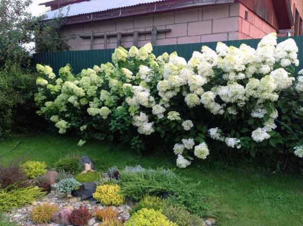 Hydrangea paniculata Levana: planting and care, reproduction, reviews