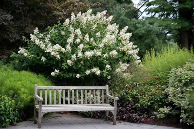 Hydrangea paniculata Levana: planting and care, reproduction, reviews