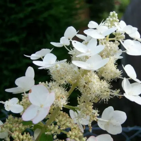 Hydrangea paniculata Levana: planting and care, reproduction, reviews