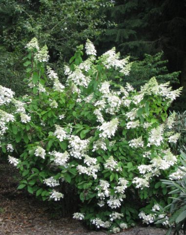 Hydrangea paniculata Levana: planting and care, reproduction, reviews