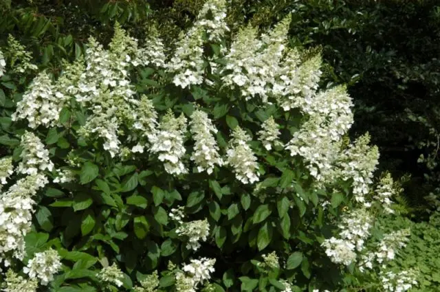 Hydrangea paniculata Levana: planting and care, reproduction, reviews