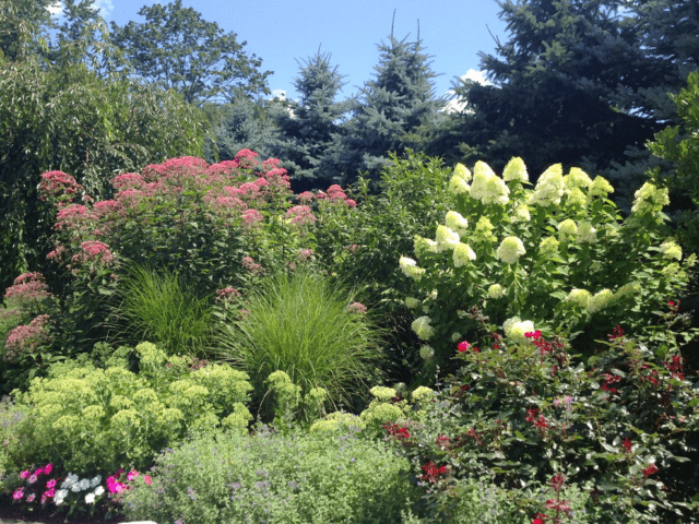 Hydrangea paniculata Limelight