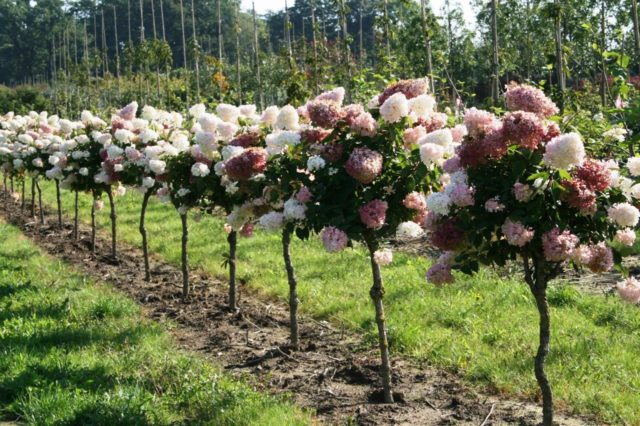 Hydrangea paniculata Limelight