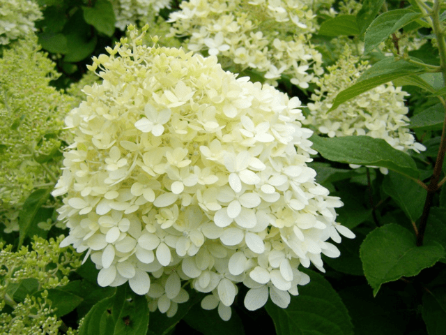 Hydrangea paniculata Limelight