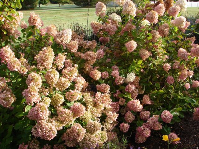 Hydrangea paniculata Limelight