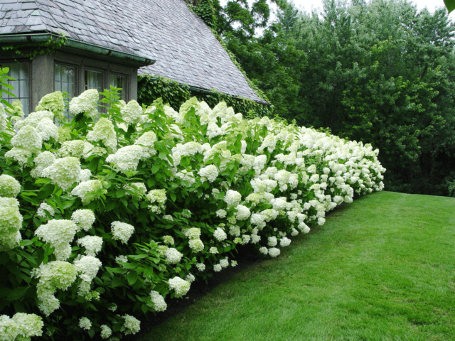 Hydrangea paniculata Limelight