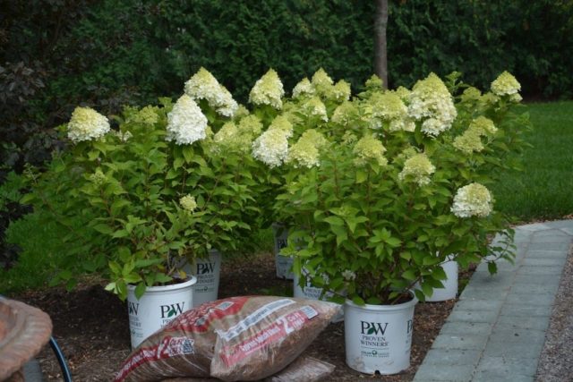 Hydrangea paniculata Limelight