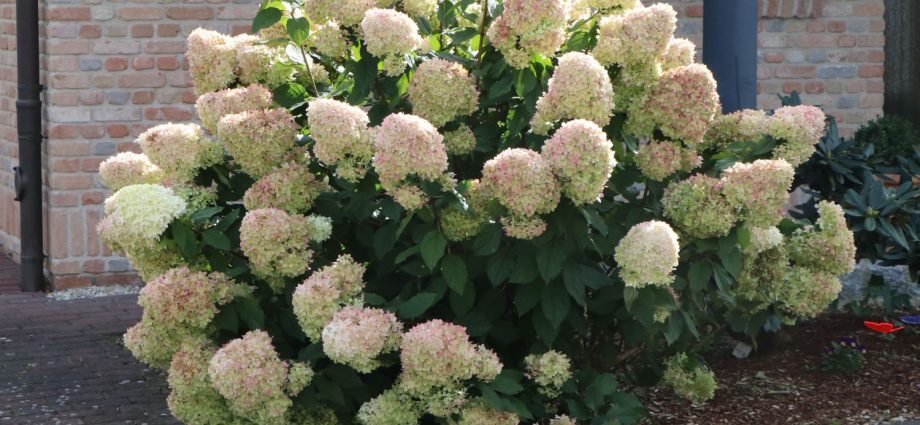 Hydrangea paniculata Limelight