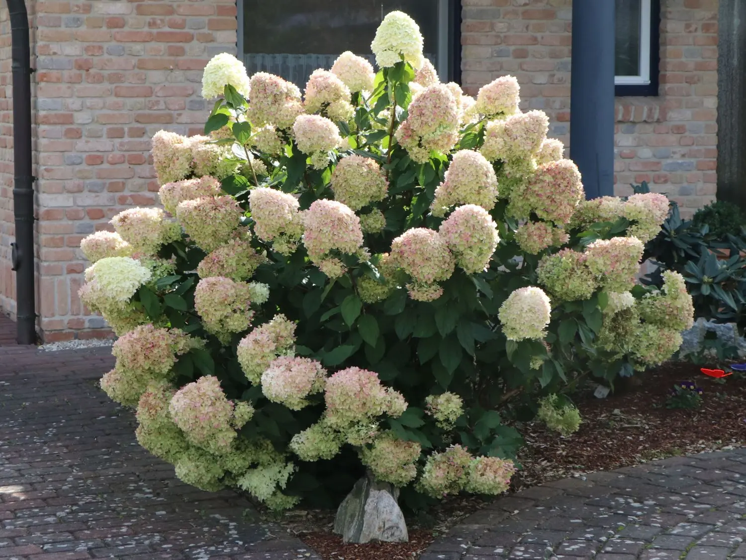 Hydrangea paniculata Limelight