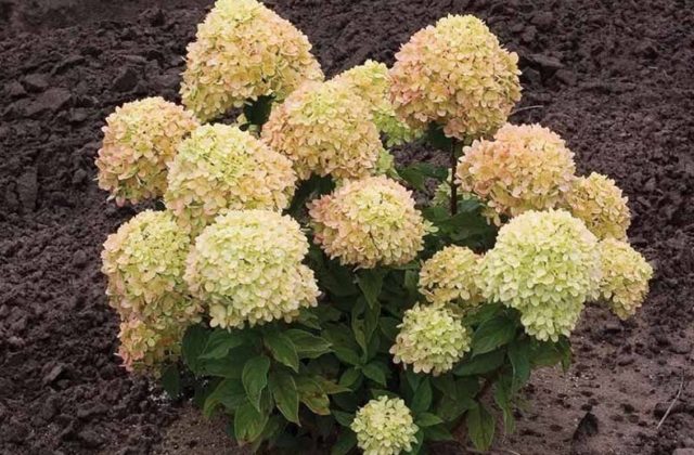 Hydrangea paniculata Little Lime: planting and care, reproduction, photo and video