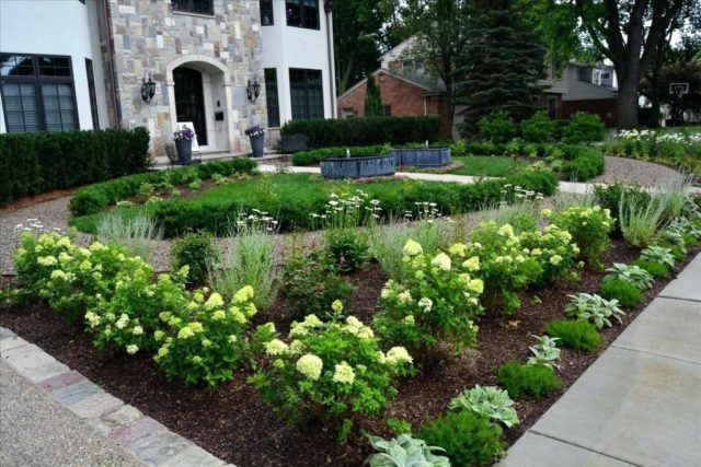 Hydrangea paniculata Little Lime: planting and care, reproduction, photo and video